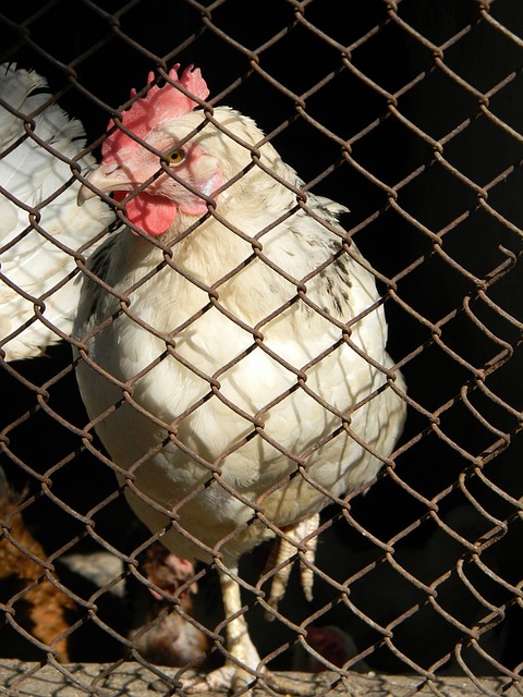 麦卡利斯特二哥：我们个子不高也不快，但总有办法取得成功